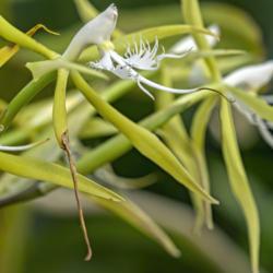 Location: Conservatory, Matthaei Botanical Gardens, Ann Arbor
Date: 2012-10-25
Epidendrum ciliare - Side view.  These blooms have a strange conf