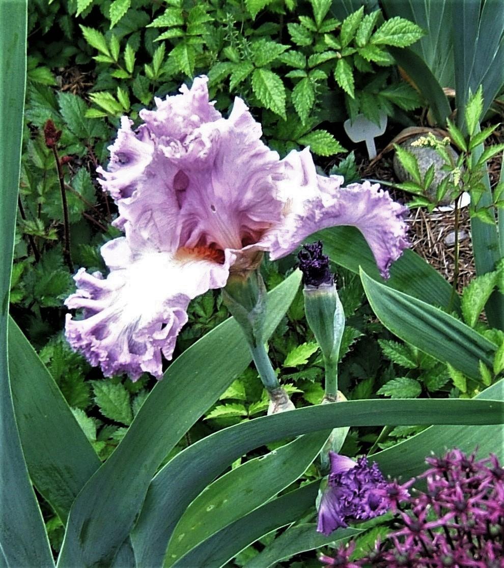 Photo of Tall Bearded Iris (Iris 'Vienna Waltz') uploaded by pirl