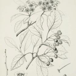 
Date: c. 1892
illustration by C. E. Faxon from Sargent's 'Silva of North Americ