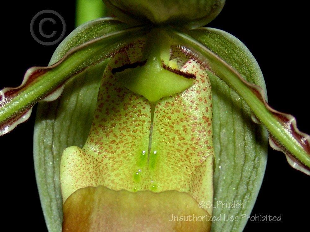 Photo of Orchid (Phragmipedium longifolium) uploaded by DaylilySLP