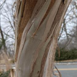Location: Northern New Jersey
Date: 2021-01-31
Bark color