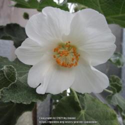 Location: All pictures taken in/on my gardens/greenhouse/property
Date: 2021-02-19
first bloom from seed sown 2019