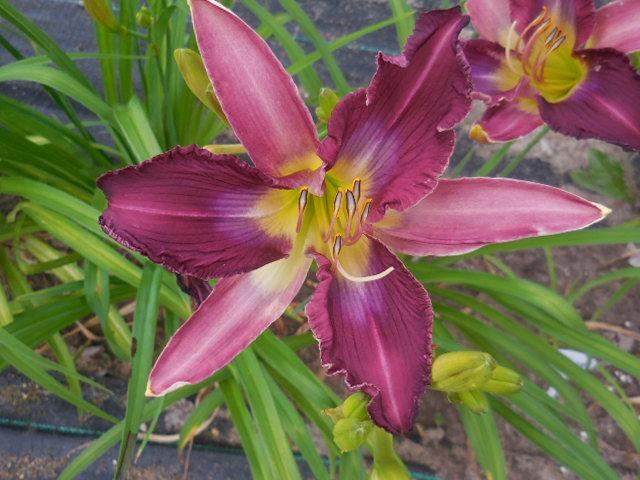 Photo of Daylily (Hemerocallis 'Griffin Feathers') uploaded by petalsnsepals