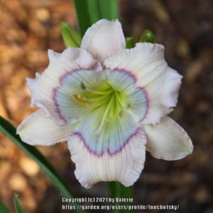 Great little miniature daylily with a powder blue eye.