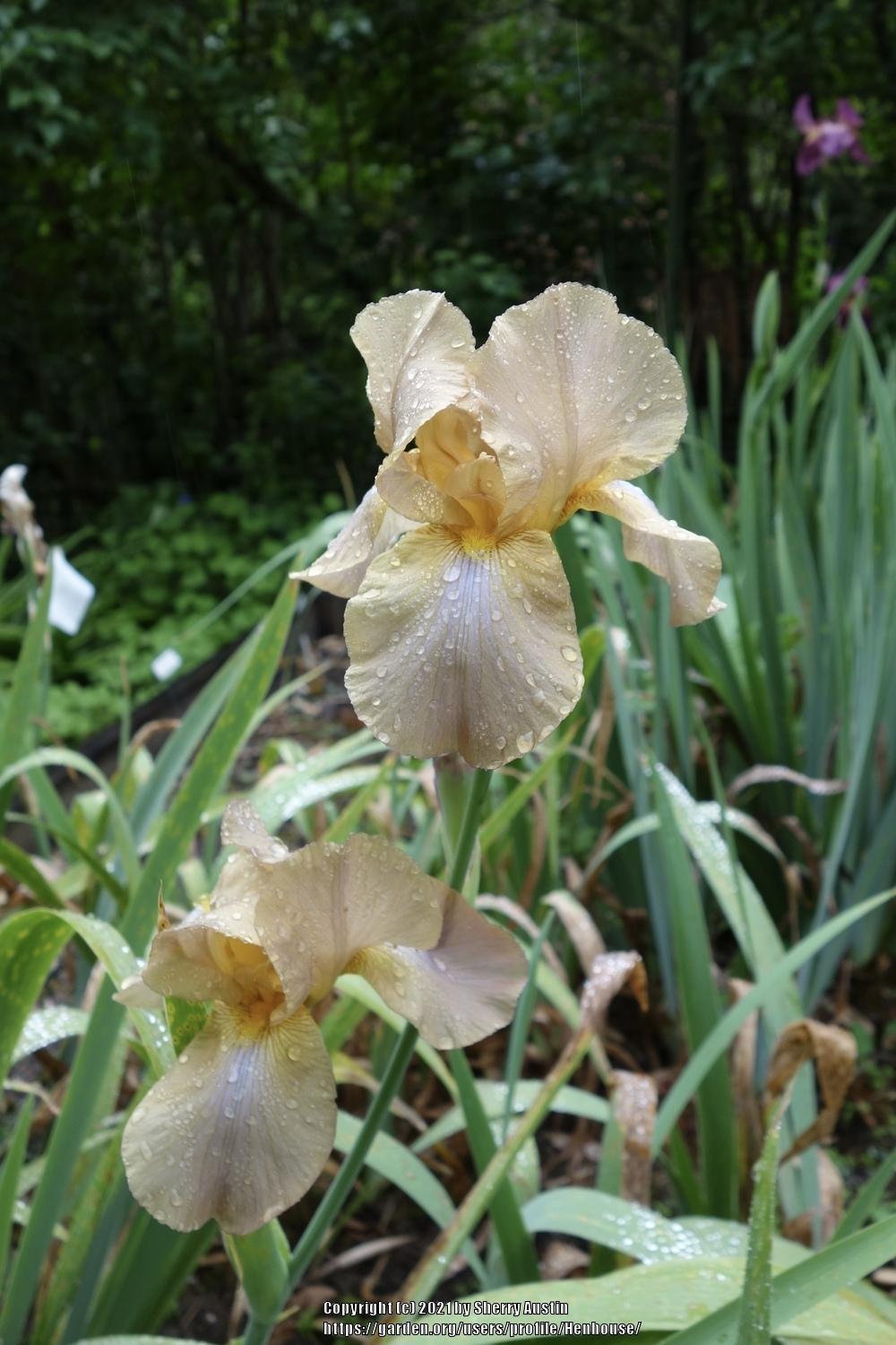 Photo of Tall Bearded Iris (Iris 'Jean Cayeux') uploaded by Henhouse