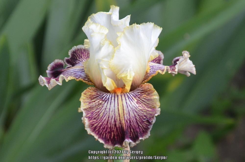 Photo of Tall Bearded Iris (Iris 'Insaniac') uploaded by Serjio