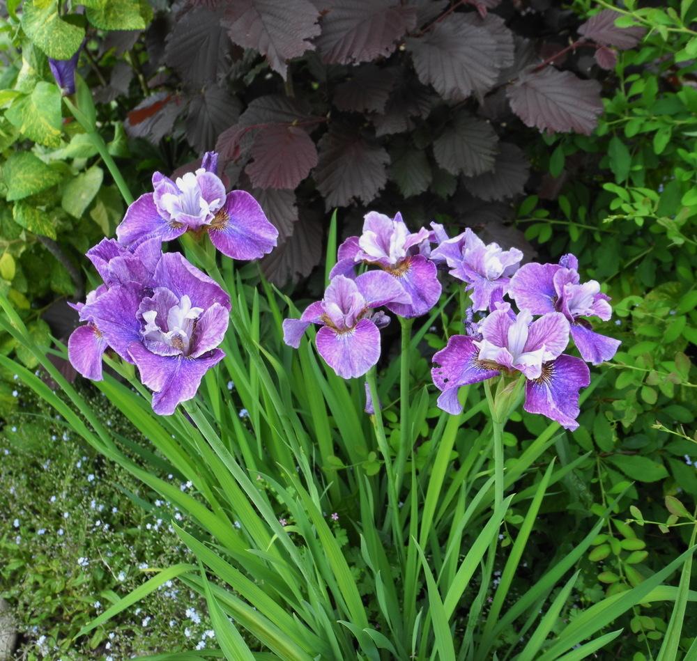 Photo of Siberian Iris (Iris 'Roaring Jelly') uploaded by Vals_Garden