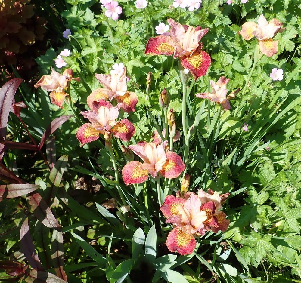 Photo of Siberian Iris (Iris 'Paprikash') uploaded by Vals_Garden