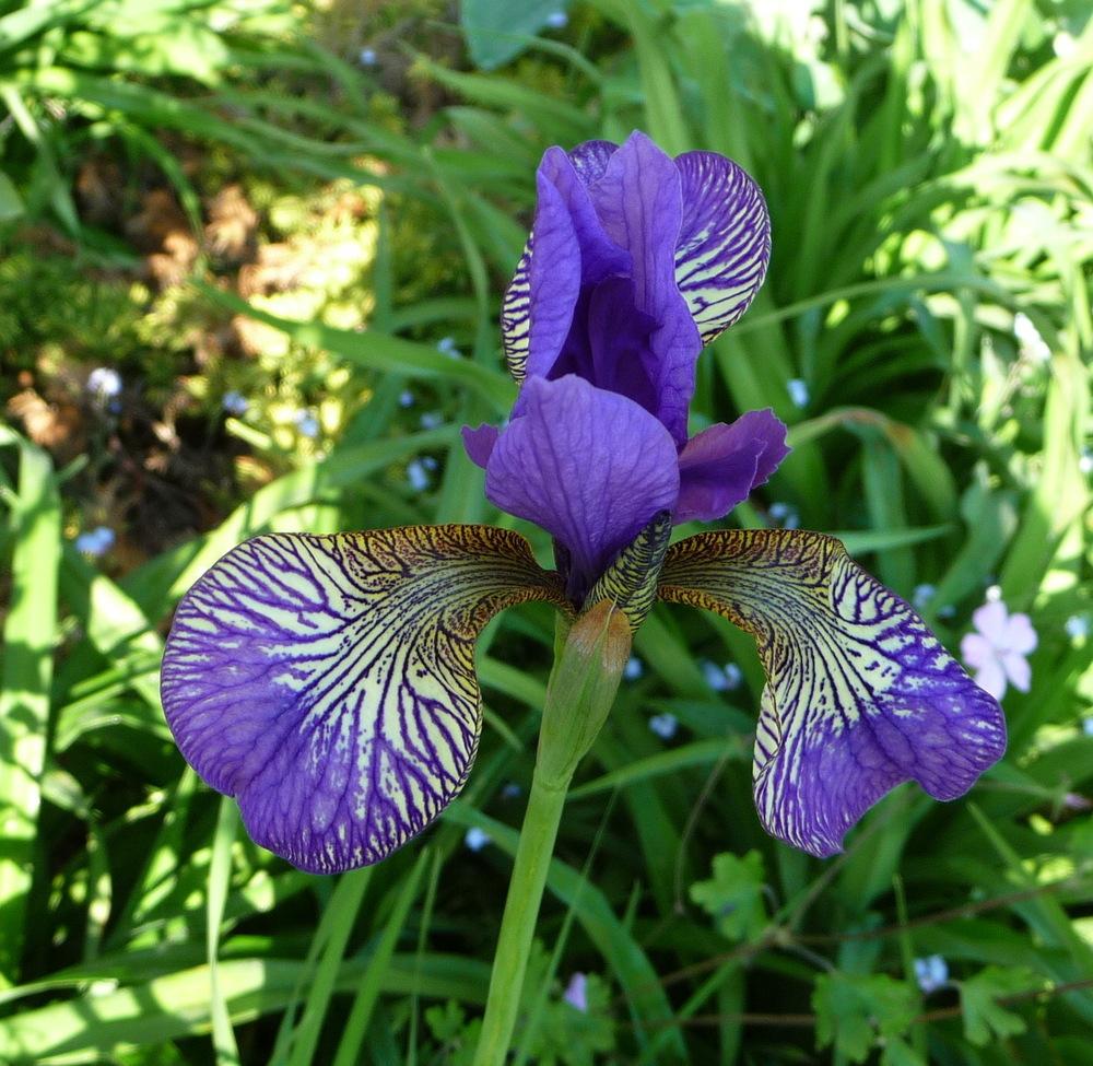 Photo of Siberian Iris (Iris 'Shaker's Prayer') uploaded by Vals_Garden