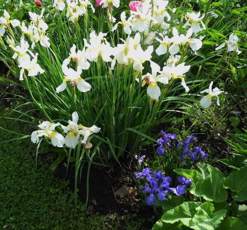 Photo of Siberian Iris (Iris 'Fourfold White') uploaded by Vals_Garden