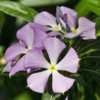 Catharanthus ovalis subsp. grandiflorus, formerly Catharanthus gr