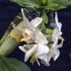 Chysis bractescens - side views and semi-side views of blooms, to