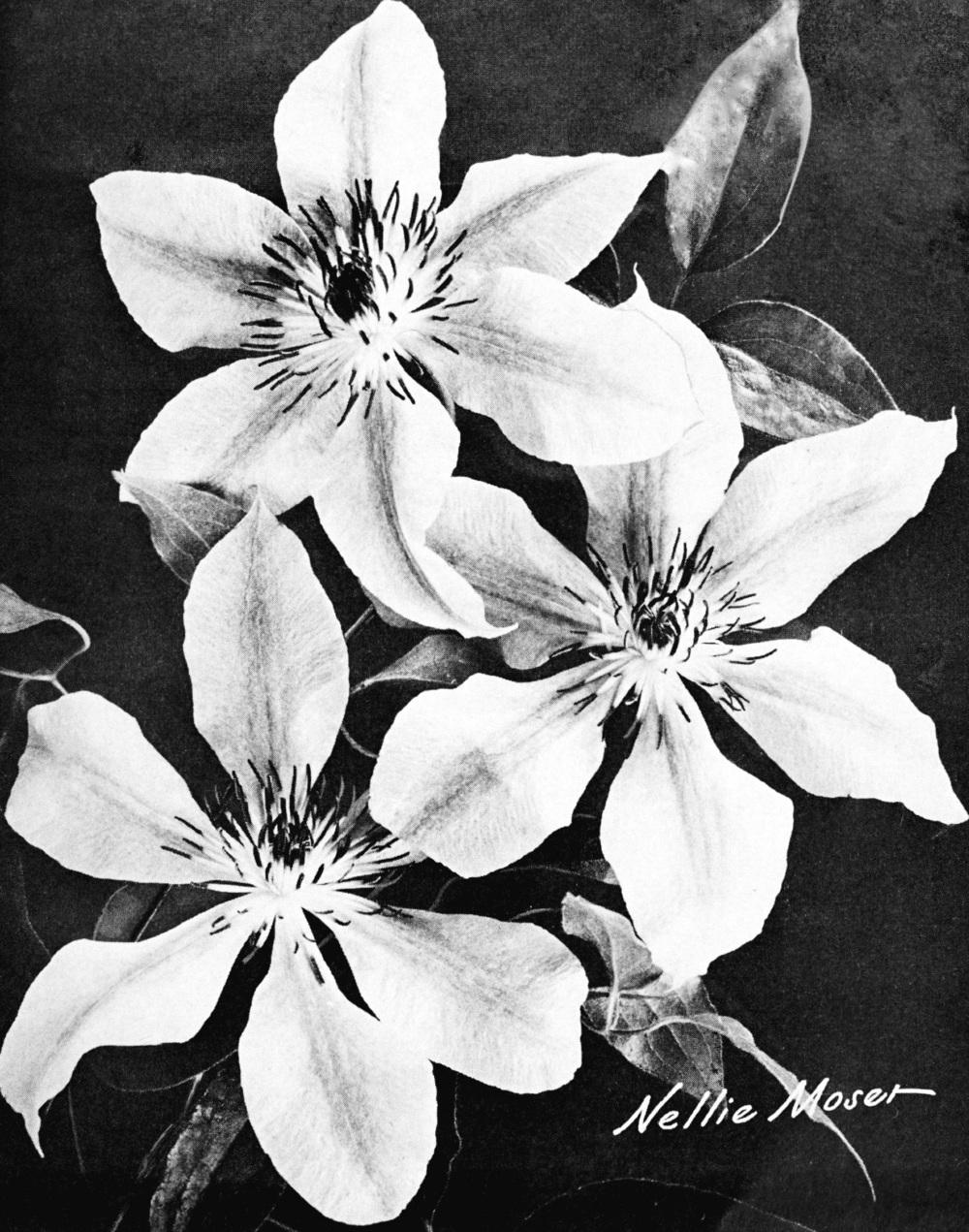 Photo of Clematis 'Nelly Moser' uploaded by scvirginia