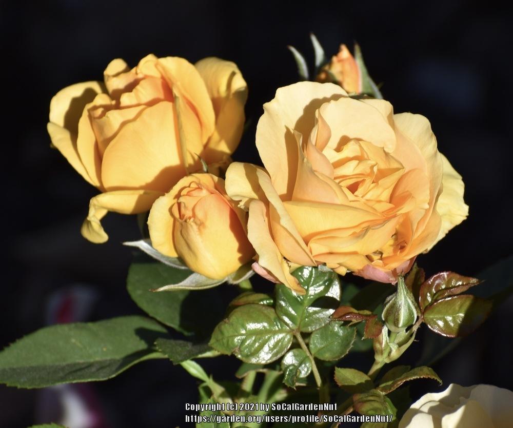 Photo of Floribunda Rose (Rosa 'Julia Child') uploaded by SoCalGardenNut