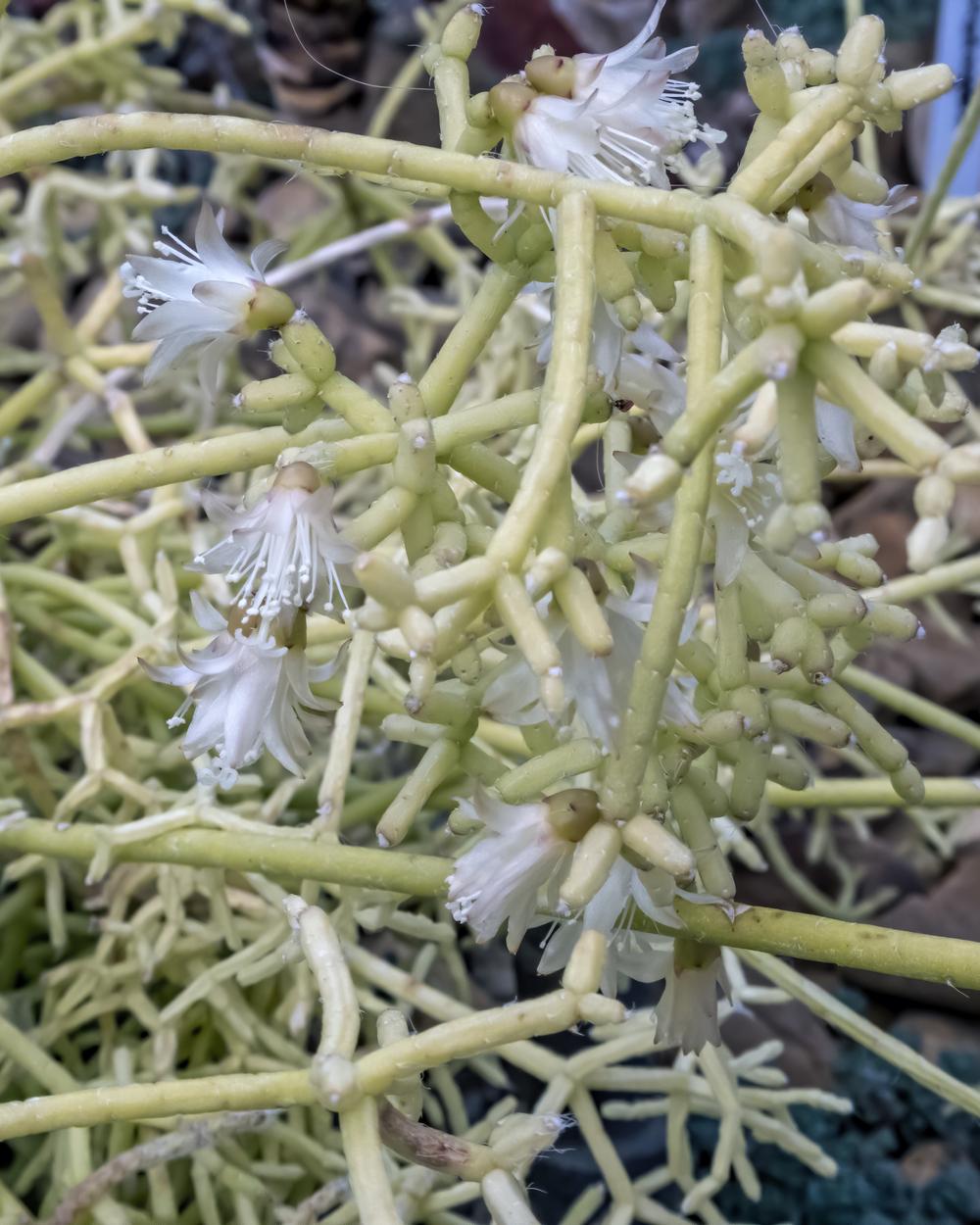 Photo of Coral Cactus (Rhipsalis cereuscula) uploaded by arctangent