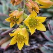 Echeveria 'Dondo' blooms express a charming range of yellow, apri