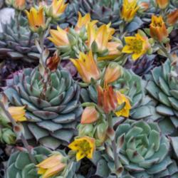 Location: Conservatory, Hidden Lake Gardens, Michigan
Date: 2018-04-13
One Echeveria 'Dondo' is not enough