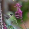 Winter through Spring blooms attract hummingbirds/butterflies