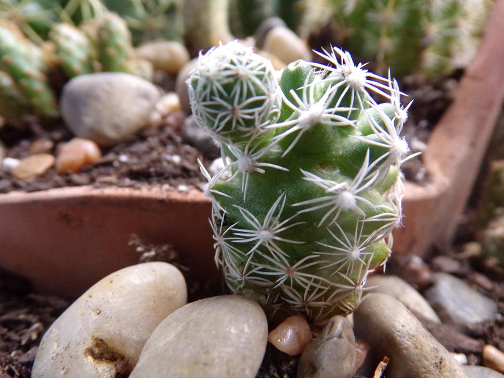 Photo of Thimble Cactus (Mammillaria vetula subsp. gracilis) uploaded by HannahsGarden