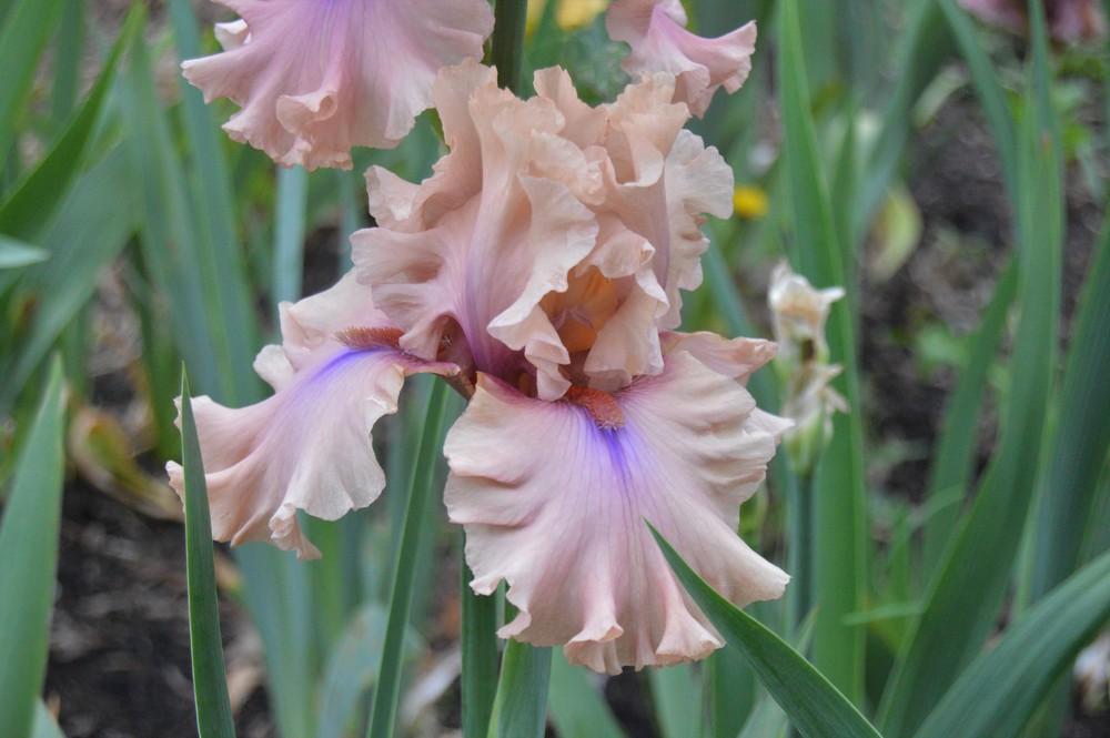 Photo of Tall Bearded Iris (Iris 'Chasing Lightning') uploaded by KentPfeiffer