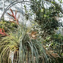 Location: Conservatory, Matthaei Botanical Gardens, Ann Arbor
Date: 2017-02-20
Tillandsia fasciculata in a hanging basket