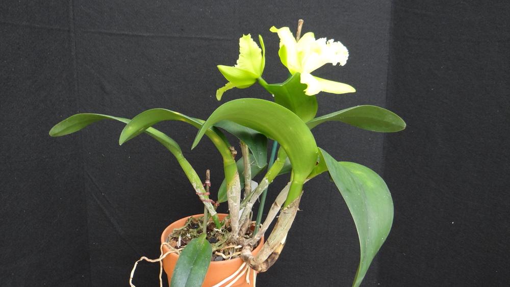 Photo of Orchid (Rhyncholaeliocattleya Prada Green Deluxe 'Carib') uploaded by hawkarica