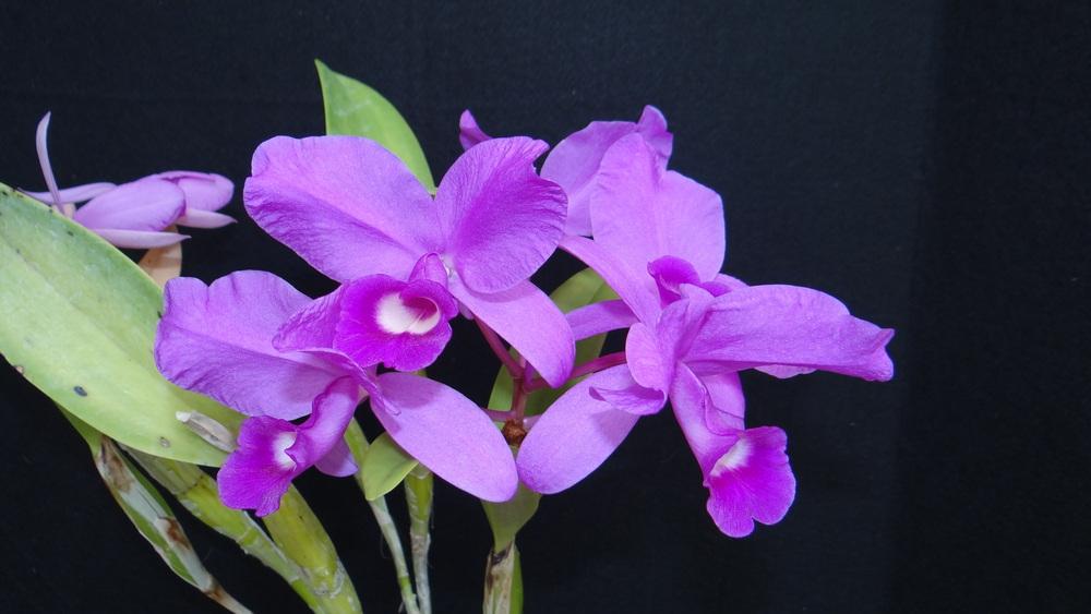 Photo of Orchid (Guarianthe skinneri 'Heiti Jacobs') uploaded by hawkarica