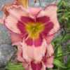 Photo courtesy of Harbour Breezes Daylilies