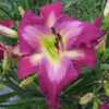 Photo courtesy of Harbour Breezes Daylilies
