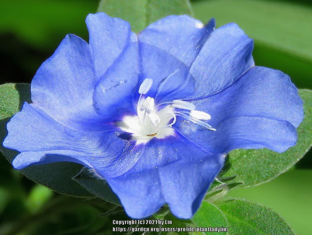 Photo of Blue Daze (Evolvulus glomeratus) uploaded by plantladylin