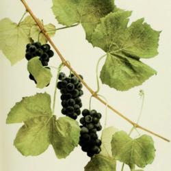 
Date: c. 1908
photo from Hedrick's 'Grapes of New York', 1908