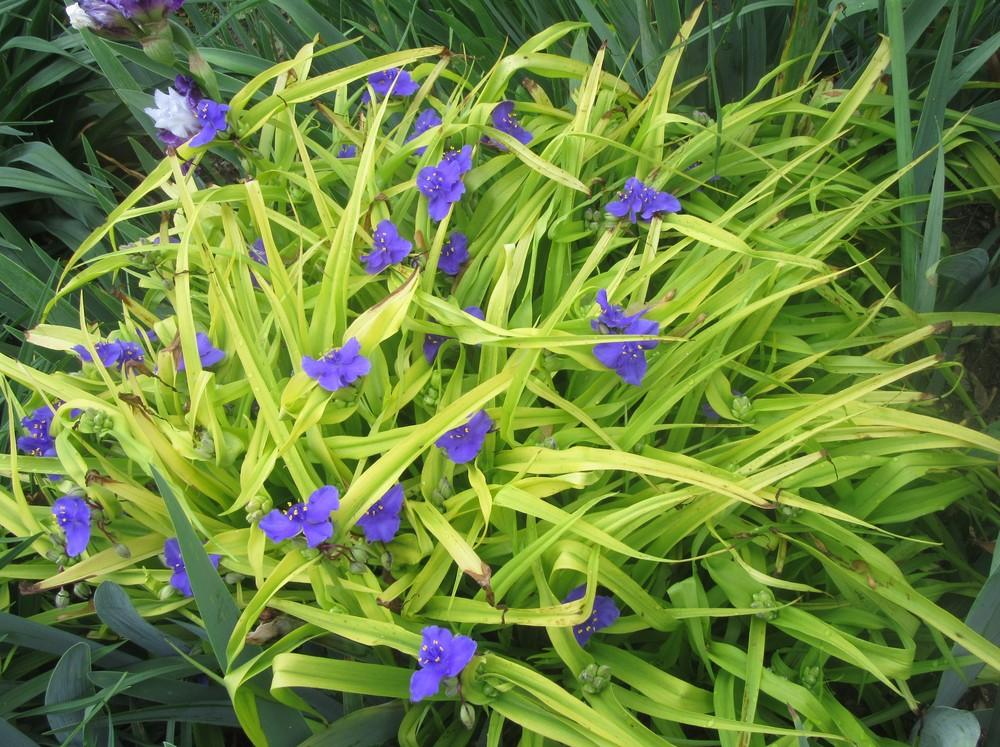 Photo of Spiderwort (Tradescantia 'Sweet Kate') uploaded by tveguy3