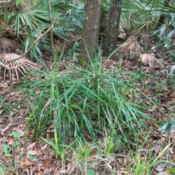 Location: Winter Springs, Florida, United States
Date: 2019-12-27
I strongly suspect that this is a hybrid between Yucca aloifolia 