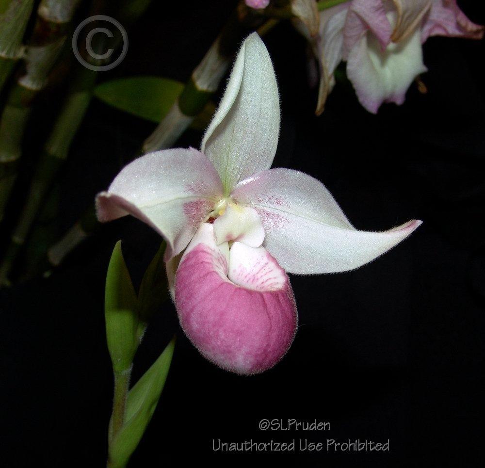 Photo of Orchid (Phragmipedium Cardinale) uploaded by DaylilySLP