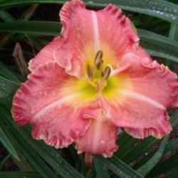 
Photo courtesy of Harbour Breezes Daylilies