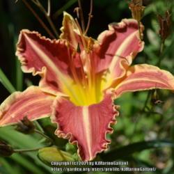Location: Waldoboro Maine
Date: 2019-07-25
Please follow me on Facebook "Scapegoat Daylilies"