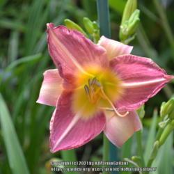 Location: Waldoboro Maine
Date: 2019-08-09
Please follow me on Facebook "Scapegoat Daylilies"