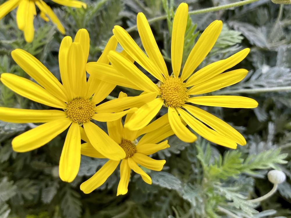 Photo of Yellow Bush Daisy (Euryops pectinatus) uploaded by csandt