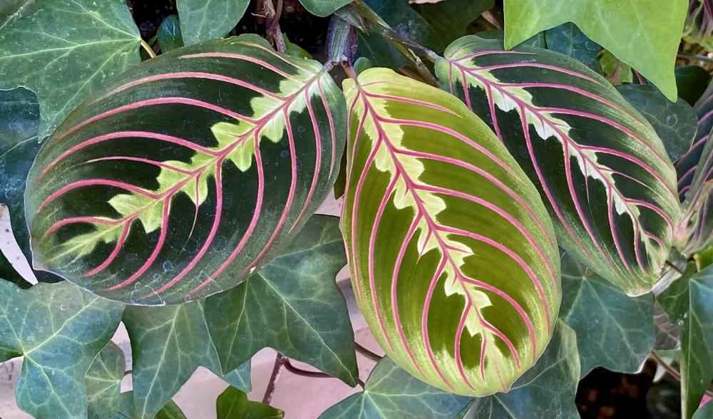 Photo of Prayer Plant (Maranta leuconeura 'Erythroneura') uploaded by csandt