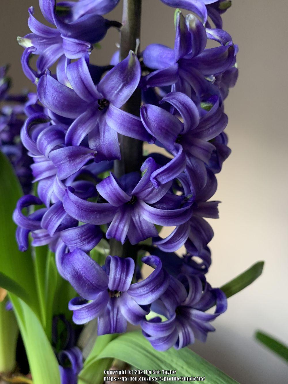Photo of Dutch Hyacinth (Hyacinthus orientalis 'Delft Blue') uploaded by kniphofia