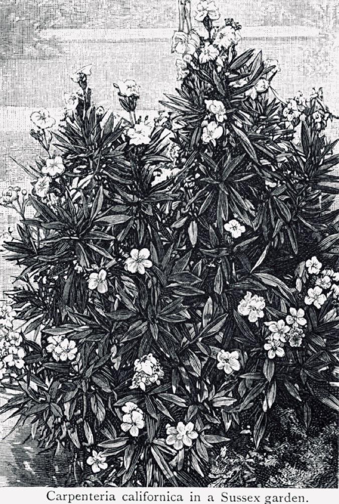 Photo of California Anemone (Carpenteria californica) uploaded by scvirginia