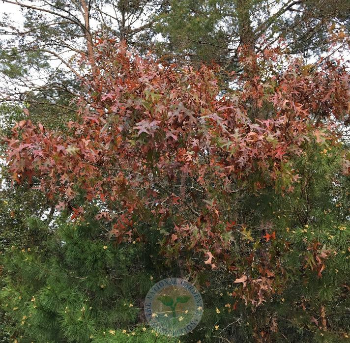 Photo of American Turkey Oak (Quercus laevis) uploaded by BlueOddish