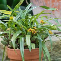 Location: Conservatory, Matthaei Botanical Gardens, Ann Arbor
Date: 2017-03-29
Maxillaria variabilis - This view of the entire pot gives a persp