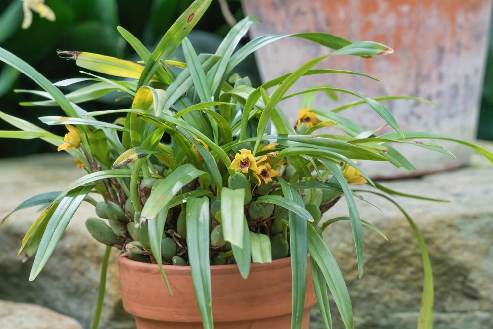 Photo of Orchid (Maxillaria variabilis) uploaded by arctangent