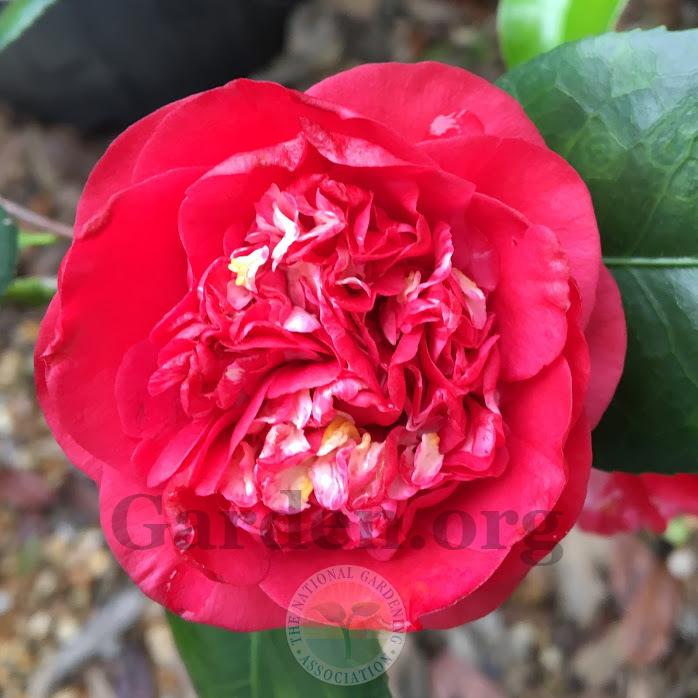 Photo of Camellia (Camellia japonica 'April Tryst') uploaded by BlueOddish