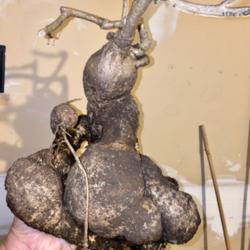 Location: Wilmington, Delaware USA
Date: 2/28/2021
Massive tuber of a 12 year old plant