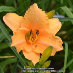 Location: Waldoboro Maine
Date: 2020-07-12
Please follow me on Facebook "Scapegoat Daylilies"