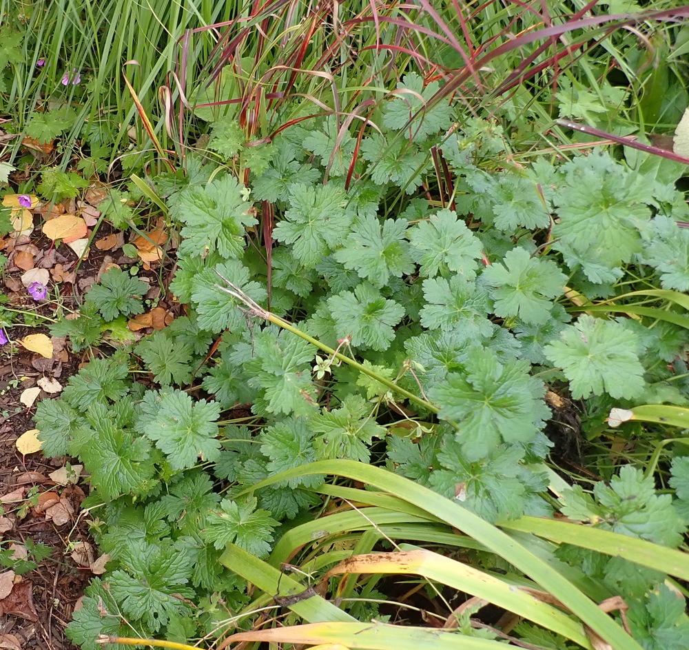Photo of Geranium (Geranium wallichianum 'Sweet Heidy') uploaded by Vals_Garden