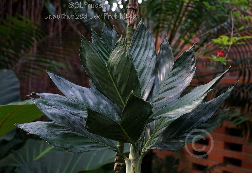 Photo of Metallic Palm (Chamaedorea metallica) uploaded by DaylilySLP