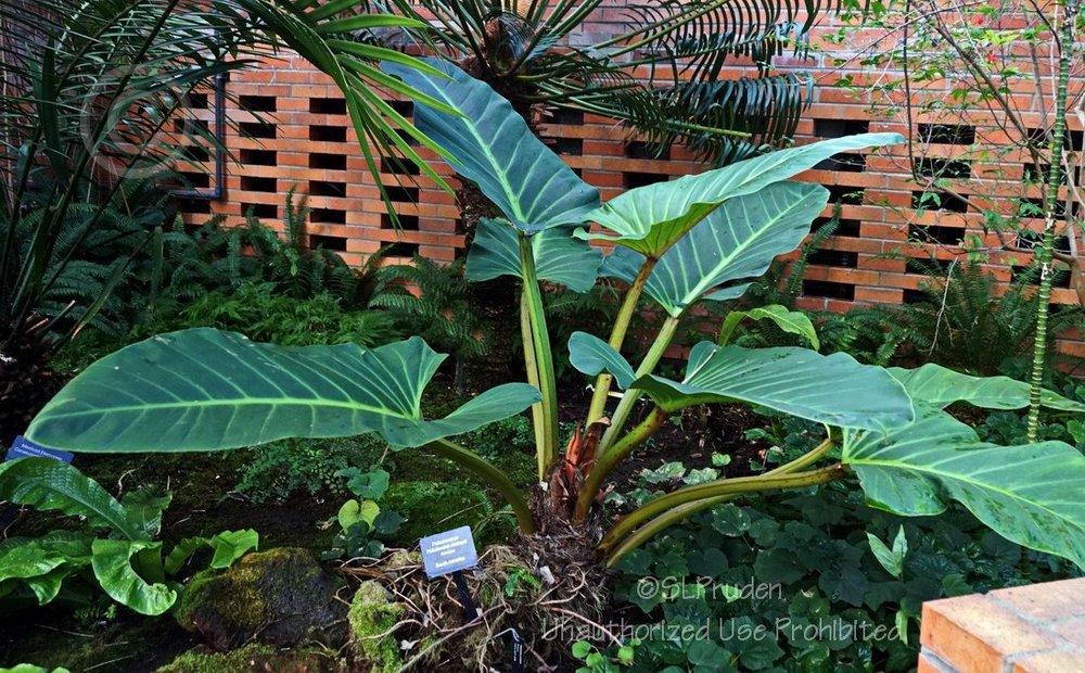 Photo of Philodendron melinonii uploaded by DaylilySLP
